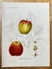 Henriette Sjoberg  (1842–1915) – Summer Pearmain – Hand-coloured lithograph (1888)