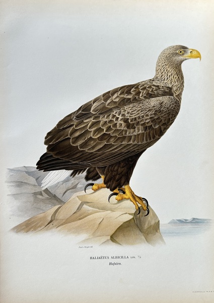 Ferdinand von Wright (1822–1906) – White-tailed Eagle – Hand-coloured lithograph (c. 1880)