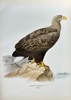 Ferdinand von Wright (1822–1906) – White-tailed Eagle – Hand-coloured lithograph (c. 1880)