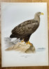 Ferdinand von Wright (1822–1906) – White-tailed Eagle – Hand-coloured lithograph (c. 1880)