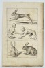 Frederick de Wit – Studies of Hares and Comparative Anatomy – Copperplate Engraving