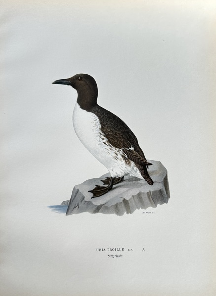Magnus von Wright (1805–1868) – Common Murre – Hand-coloured lithograph (c. 1880)