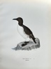 Magnus von Wright (1805–1868) – Common Murre – Hand-coloured lithograph (c. 1880)
