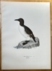 Magnus von Wright (1805–1868) – Common Murre – Hand-coloured lithograph (c. 1880)