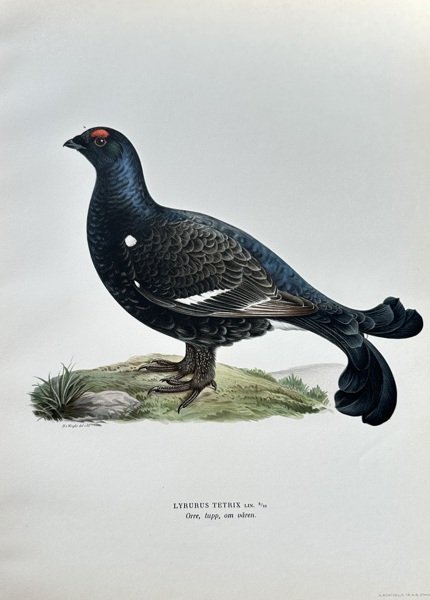 Magnus von Wright (1805–1868) – Black Grouse – Hand-coloured lithograph (c. 1880)