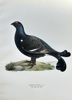 Magnus von Wright (1805–1868) – Black Grouse – Hand-coloured lithograph (c. 1880)