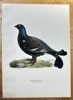 Magnus von Wright (1805–1868) – Black Grouse – Hand-coloured lithograph (c. 1880)