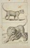 Frederick de Wit – Study of a Leopard in Motion and Profile - Copperplate Engraving - ca. 1650