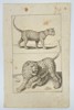 Frederick de Wit – Study of a Leopard in Motion and Profile - Copperplate Engraving - ca. 1650