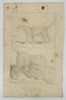 Frederick de Wit – Study of a Leopard in Motion and Profile - Copperplate Engraving - ca. 1650
