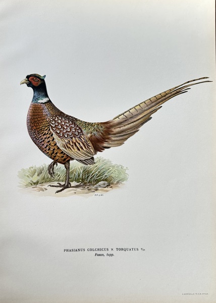 Magnus von Wright (1805–1868) – Pheasant (Hybrid) – Hand-coloured lithograph (c. 1880)