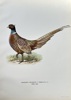 Magnus von Wright (1805–1868) – Pheasant (Hybrid) – Hand-coloured lithograph (c. 1880)