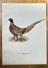 Magnus von Wright (1805–1868) – Pheasant (Hybrid) – Hand-coloured lithograph (c. 1880)