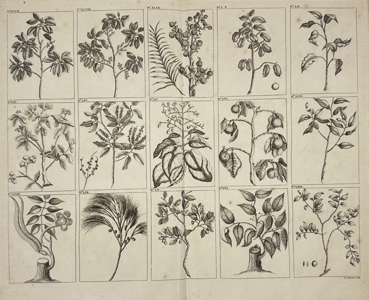 François Valentijn – Fruit Trees of Southeast Asia – Copperplate Engraving - 1724