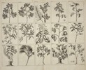 François Valentijn – Fruit Trees of Southeast Asia – Copperplate Engraving - 1724