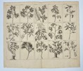 François Valentijn – Fruit Trees of Southeast Asia – Copperplate Engraving - 1724