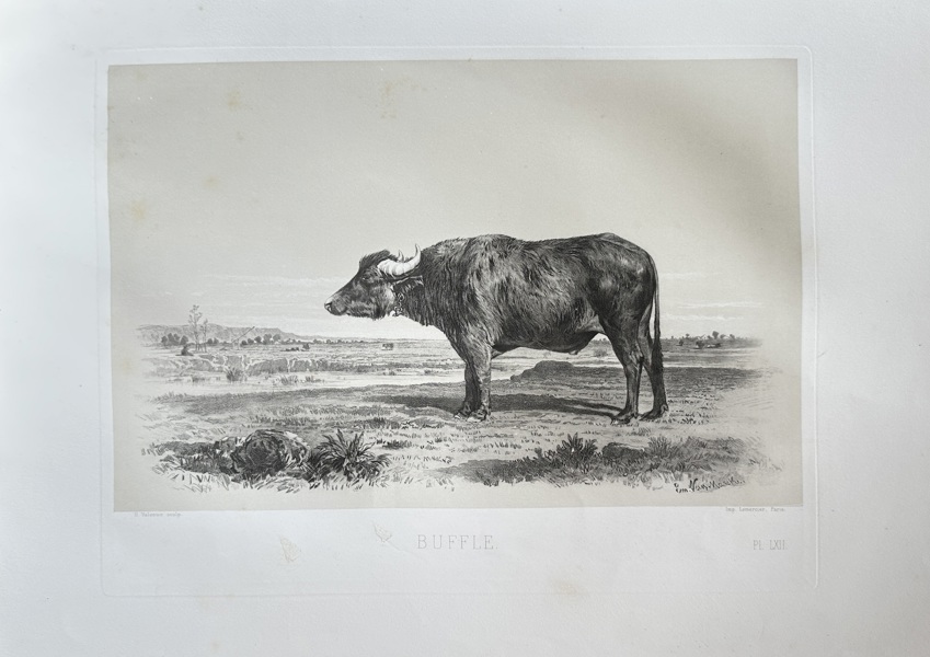 Emile Baudement (1819–1886) and L. Lherminier (active c. 1820s–1850s) – Water Buffalo – Engraving (c. 1845)