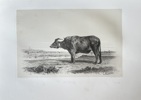 Emile Baudement (1819–1886) and L. Lherminier (active c. 1820s–1850s) – Water Buffalo – Engraving (c. 1845)