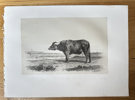 Emile Baudement (1819–1886) and L. Lherminier (active c. 1820s–1850s) – Water Buffalo – Engraving (c. 1845)