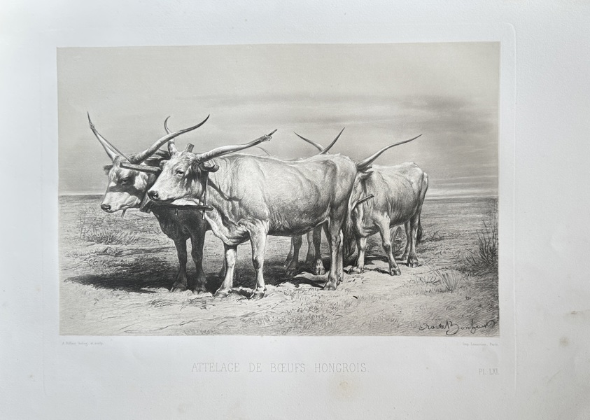 Emile Baudement (1819–1886) – Team of Hungarian Oxen – Lithograph (c. 1845)