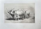 Emile Baudement (1819–1886) – Team of Hungarian Oxen – Lithograph (c. 1845)