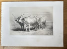 Emile Baudement (1819–1886) – Team of Hungarian Oxen – Lithograph (c. 1845)