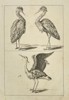 Frederick de Wit (1629–1706) – Study of Herons – Copperplate Engraving