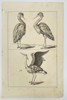 Frederick de Wit (1629–1706) – Study of Herons – Copperplate Engraving
