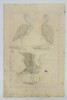 Frederick de Wit (1629–1706) – Study of Herons – Copperplate Engraving