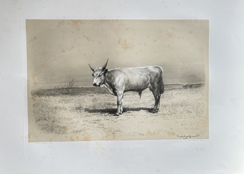 Emile Baudement (1819–1886) – Hungarian Bull – Lithograph (c. 1845)