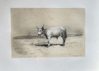 Emile Baudement (1819–1886) – Hungarian Bull – Lithograph (c. 1845)