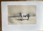 Emile Baudement (1819–1886) – Hungarian Bull – Lithograph (c. 1845)