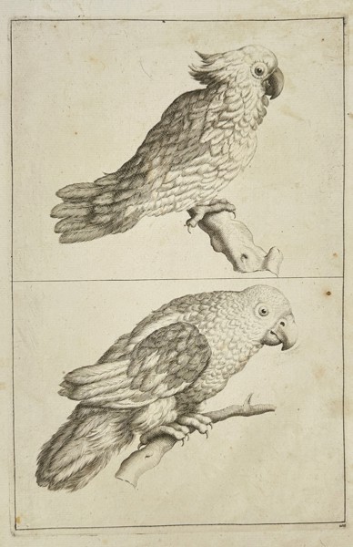 Frederick de Wit (c. 1629–1706) – Studies of Parrots and Cockatoos – Engraving