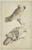 Frederick de Wit (c. 1629–1706) – Studies of Parrots and Cockatoos – Engraving
