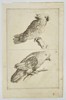 Frederick de Wit (c. 1629–1706) – Studies of Parrots and Cockatoos – Engraving