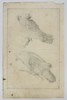 Frederick de Wit (c. 1629–1706) – Studies of Parrots and Cockatoos – Engraving