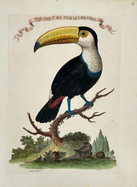 Veremondo Rossi – Tucano o sia Pica del Brasile - Hand-Colored Engraving