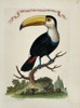 Veremondo Rossi – Tucano o sia Pica del Brasile - Hand-Colored Engraving