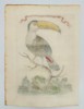 Veremondo Rossi – Tucano o sia Pica del Brasile - Hand-Colored Engraving