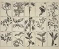 François Valentijn (1666–1727) – Tropical Plants and Trees of the East Indies - Copperplate Engraving