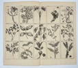 François Valentijn (1666–1727) – Tropical Plants and Trees of the East Indies - Copperplate Engraving