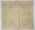François Valentijn (1666–1727) – Tropical Plants and Trees of the East Indies - Copperplate Engraving
