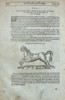 Ambroise Paré (c. 1510–1590) – The Figure of a Colt with a Man's Face - Woodcut