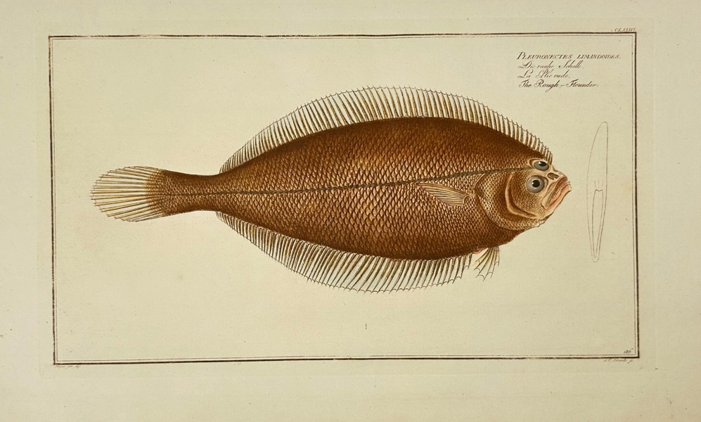 Johann Friedrich von Flemming – Pleronectes Limandoides (Flatfish)