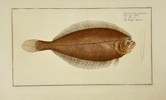 Johann Friedrich von Flemming – Pleronectes Limandoides (Flatfish)