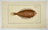 Johann Friedrich von Flemming – Pleronectes Limandoides (Flatfish)