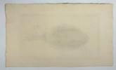 Johann Friedrich von Flemming – Pleronectes Limandoides (Flatfish)