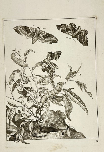 Johannes Sluyter – Moths and Larvae on a Peach Branch – Original Engraving