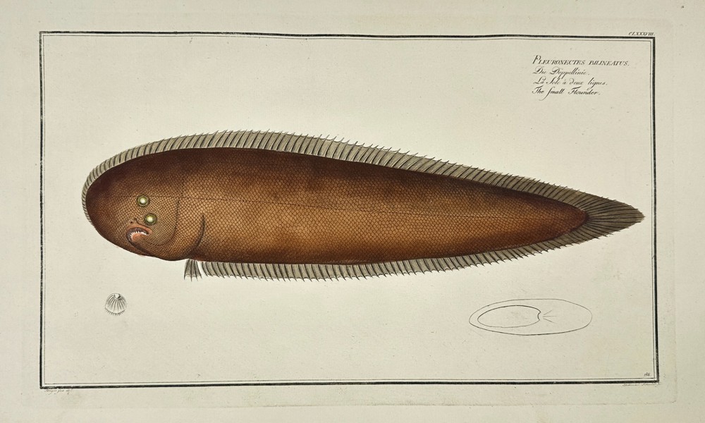 Marcus Elieser Bloch – Small Flounder (Pleuronectes Malachius)