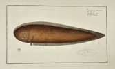 Marcus Elieser Bloch – Small Flounder (Pleuronectes Malachius)